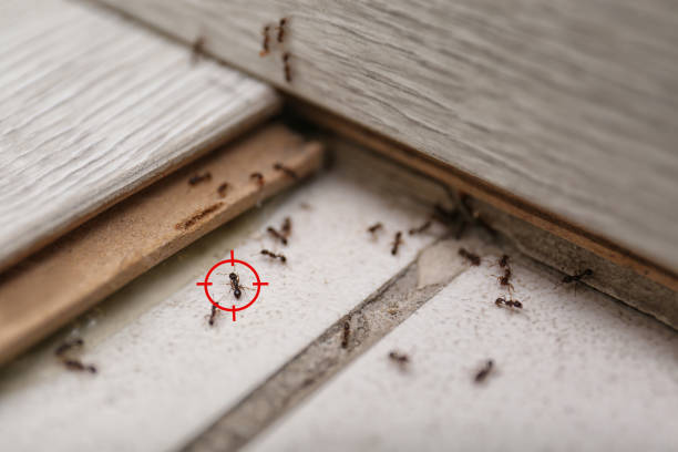 Best Best Pest Control Companies  in Trexlertown, PA