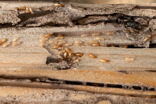 Best Wildlife Control Services  in Trexlertown, PA
